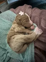 Hazel, a female Poodle - Standard  for sale in Dutton, AL – 3 of 5