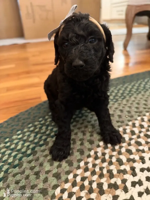 Virgina – Poodle - Standard  puppy for sale in Dutton, AL