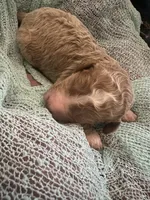 Louis, a male Poodle - Standard  for sale in Dutton, AL – 4 of 4