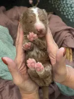 Hazel, a female Poodle - Standard  for sale in Dutton, AL – 2 of 5