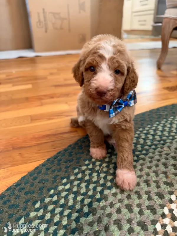 Louis – Poodle - Standard  puppy for sale in Dutton, AL