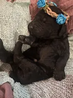 Virgina, a female Poodle - Standard  for sale in Dutton, AL – 3 of 5