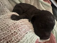 Clyde, a male Poodle - Standard  for sale in Dutton, AL – 3 of 5