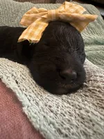 Pearl, a female Poodle - Standard  for sale in Dutton, AL – 3 of 6