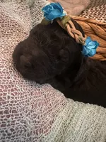 Virgina, a female Poodle - Standard  for sale in Dutton, AL – 5 of 5