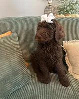 Brown Girl, a female Poodle - Standard  for sale in Dutton, AL – Photo 5 of 10