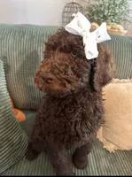 Brown Girl, a female Poodle - Standard  for sale in Dutton, AL – Photo 1 of 10