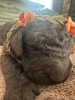 Brown Girl, a female Poodle - Standard  for sale in Dutton, AL – Photo 6 of 10