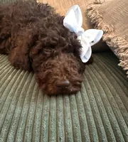 Brown Girl, a female Poodle - Standard  for sale in Dutton, AL – Photo 3 of 10