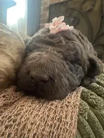 Brown Girl, a female Poodle - Standard  for sale in Dutton, AL – Photo 7 of 10