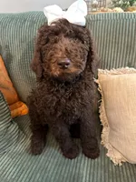 Brown Girl, a female Poodle - Standard  for sale in Dutton, AL – Photo 2 of 10