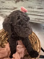 Brown Girl, a female Poodle - Standard  for sale in Dutton, AL – Photo 9 of 10