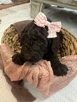 Brown Girl, a female Poodle - Standard  for sale in Dutton, AL – Photo 8 of 10