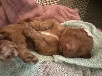 Lucy, a female Poodle - Standard  for sale in Dutton, AL – 3 of 5