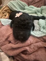 Virgina, a female Poodle - Standard  for sale in Dutton, AL – 4 of 5