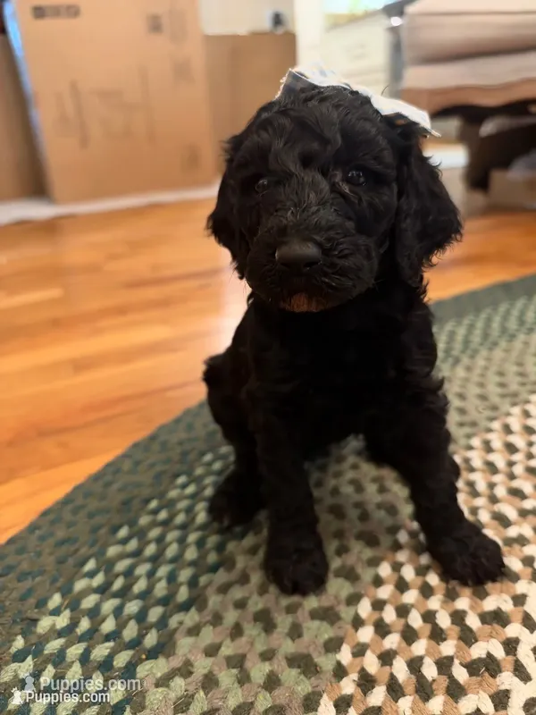 Edith – Poodle - Standard  puppy for sale in Dutton, AL