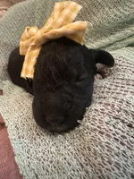 Pearl, a female Poodle - Standard  for sale in Dutton, AL – 6 of 6