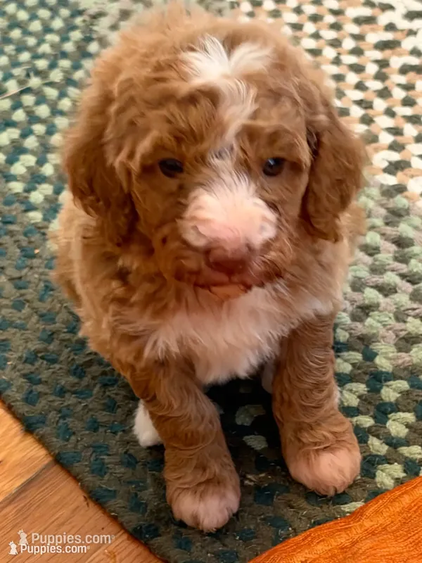 Hazel – Poodle - Standard  puppy for sale in Dutton, AL