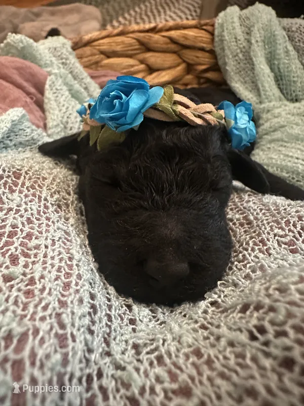 Virgina – Poodle - Standard  puppy for sale in Dutton, AL