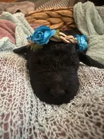 Virgina, a female Poodle - Standard  for sale in Dutton, AL – 1 of 5