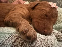 Lucy, a female Poodle - Standard  for sale in Dutton, AL – 4 of 5