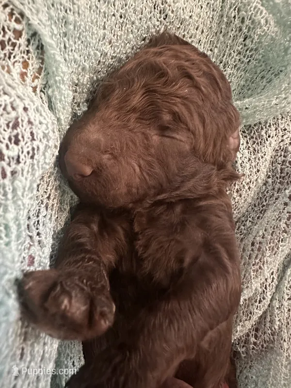 Amos – Poodle - Standard  puppy for sale in Dutton, AL