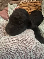 Virgina, a female Poodle - Standard  for sale in Dutton, AL – 2 of 5