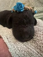Pearl, a female Poodle - Standard  for sale in Dutton, AL – 4 of 6