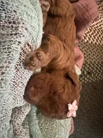 Lucy, a female Poodle - Standard  for sale in Dutton, AL – 2 of 5