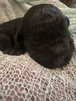 Clyde, a male Poodle - Standard  for sale in Dutton, AL – 5 of 5