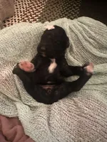 Pearl, a female Poodle - Standard  for sale in Dutton, AL – 5 of 6