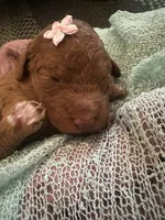 Lucy, a female Poodle - Standard  for sale in Dutton, AL – 5 of 5