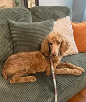 Cream girl, a female Poodle - Standard  for sale in Dutton, AL – Photo 7 of 8