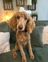 Cream girl, a female Poodle - Standard  for sale in Dutton, AL – Photo 3 of 8