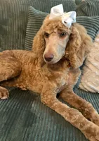 Cream girl, a female Poodle - Standard  for sale in Dutton, AL – Photo 1 of 8
