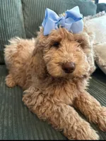 Cream girl, a female Poodle - Standard  for sale in Dutton, AL – Photo 8 of 8