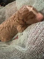 Louis, a male Poodle - Standard  for sale in Dutton, AL – 3 of 4