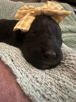 Pearl, a female Poodle - Standard  for sale in Dutton, AL – 1 of 6