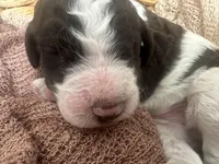 Blue AKC boy, a male Poodle - Standard  for sale in Dutton, AL – Photo 6 of 10