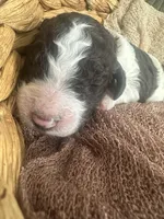 Blue AKC boy, a male Poodle - Standard  for sale in Dutton, AL – Photo 9 of 10