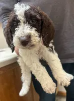 Blue AKC boy, a male Poodle - Standard  for sale in Dutton, AL – Photo 5 of 10