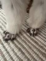 Blue AKC boy, a male Poodle - Standard  for sale in Dutton, AL – Photo 4 of 10