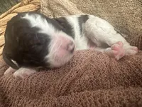 Blue AKC boy, a male Poodle - Standard  for sale in Dutton, AL – Photo 10 of 10