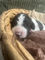 Blue AKC boy, a male Poodle - Standard  for sale in Dutton, AL – Photo 7 of 10