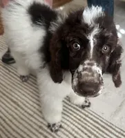 Blue AKC boy, a male Poodle - Standard  for sale in Dutton, AL – Photo 1 of 10