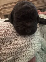 Clyde, a male Poodle - Standard  for sale in Dutton, AL – 4 of 5