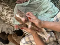 Louis, a male Poodle - Standard  for sale in Dutton, AL – 2 of 4