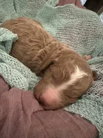 Hazel, a female Poodle - Standard  for sale in Dutton, AL – 4 of 5