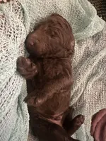 Amos, a male Poodle - Standard  for sale in Dutton, AL – 2 of 4