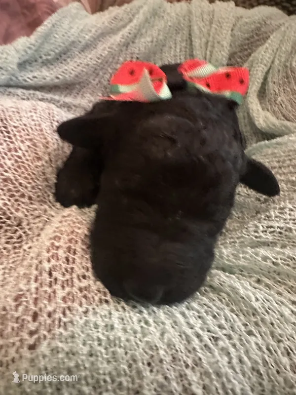 Edith – Poodle - Standard  puppy for sale in Dutton, AL